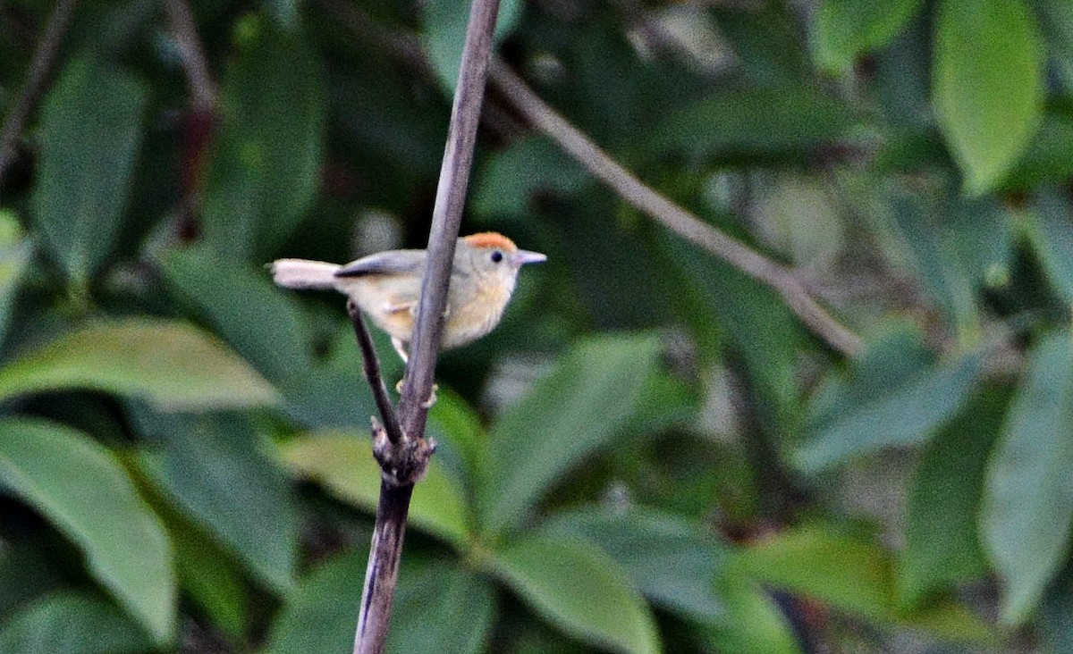 rustpannetimal - ML645878764