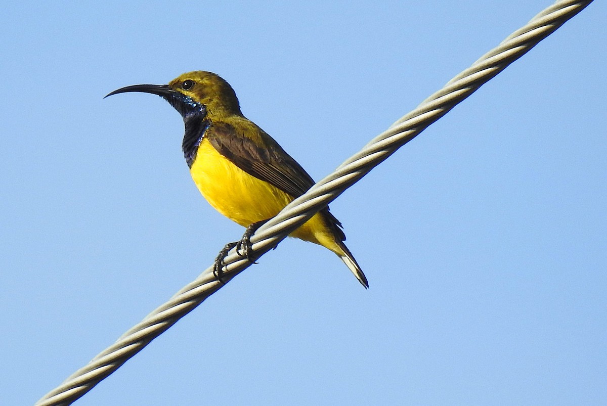 Sahul Sunbird - ML645878766