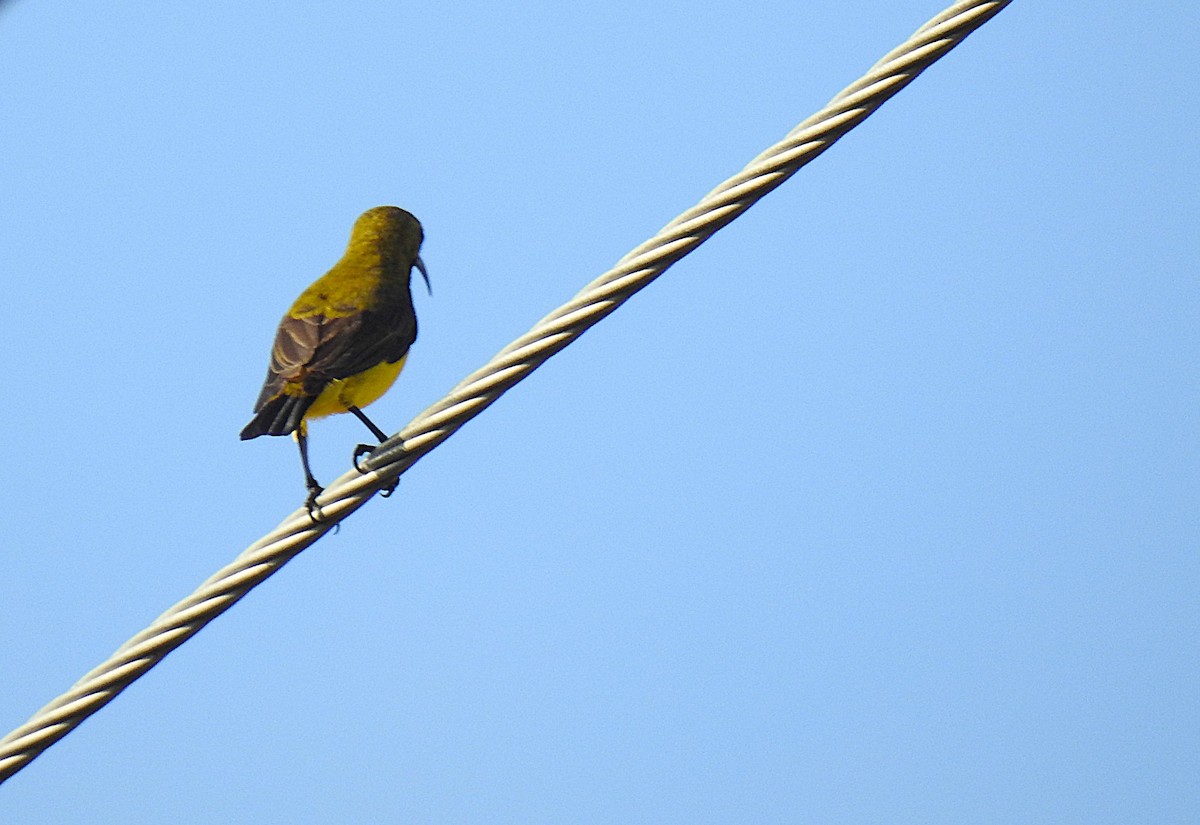 Sahul Sunbird - ML645878767