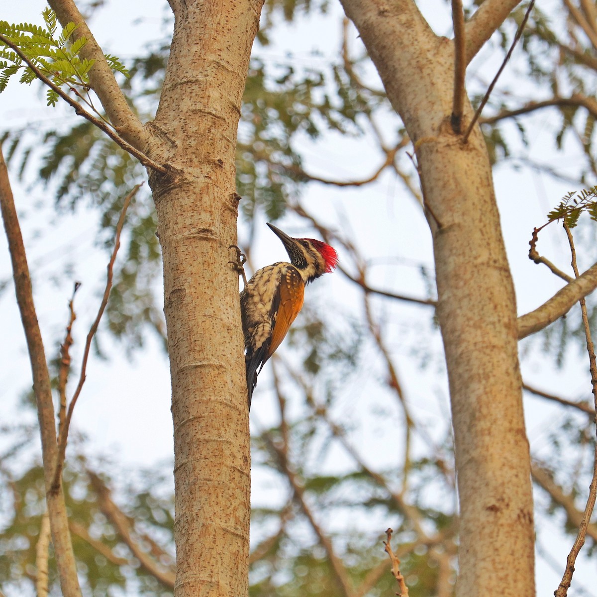 Black-rumped Flameback - ML645878774