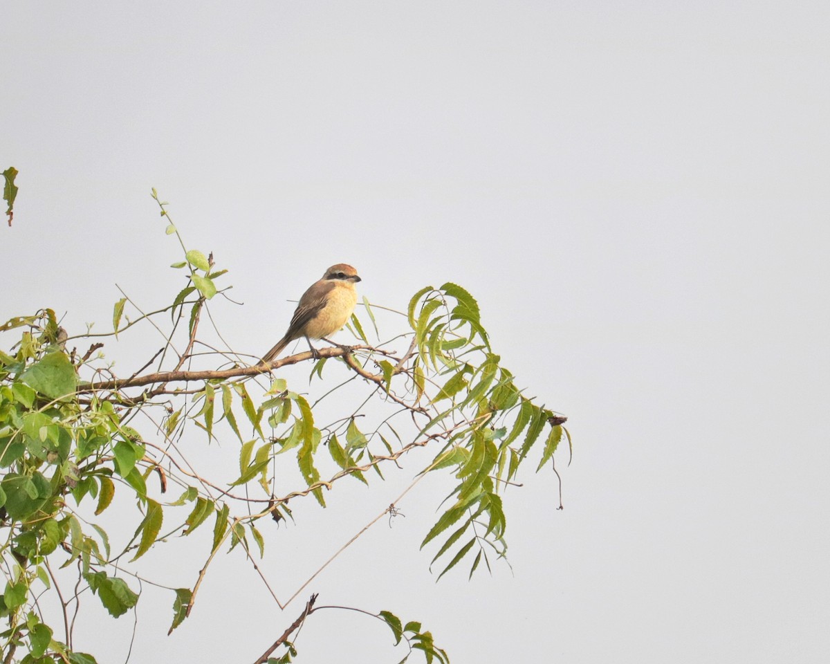 Brown Shrike - ML645878790