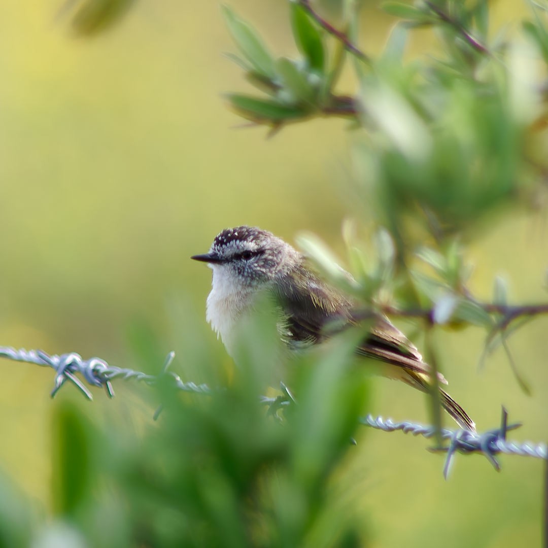 Yellow-rumped Thornbill - ML645878799