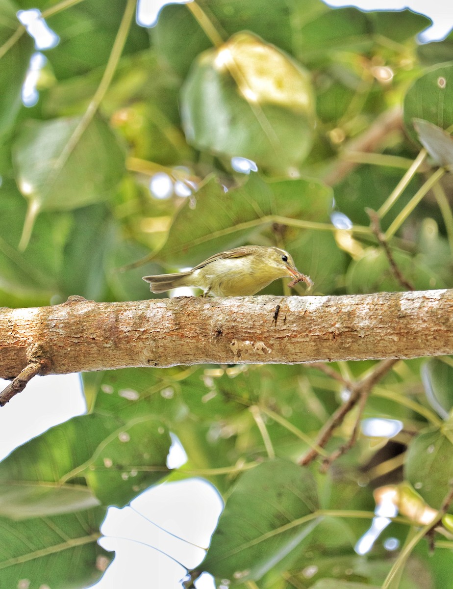 østsanger - ML645878803