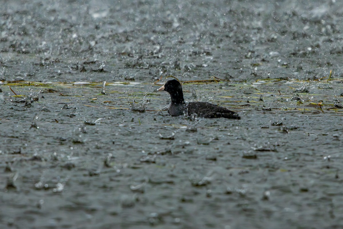 Eurasian Coot - ML645878804