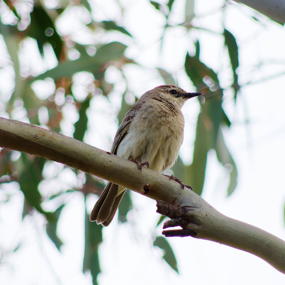 Rufous Songlark - ML645878805