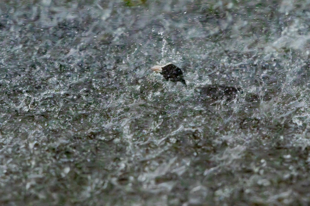 Eurasian Coot - ML645878809