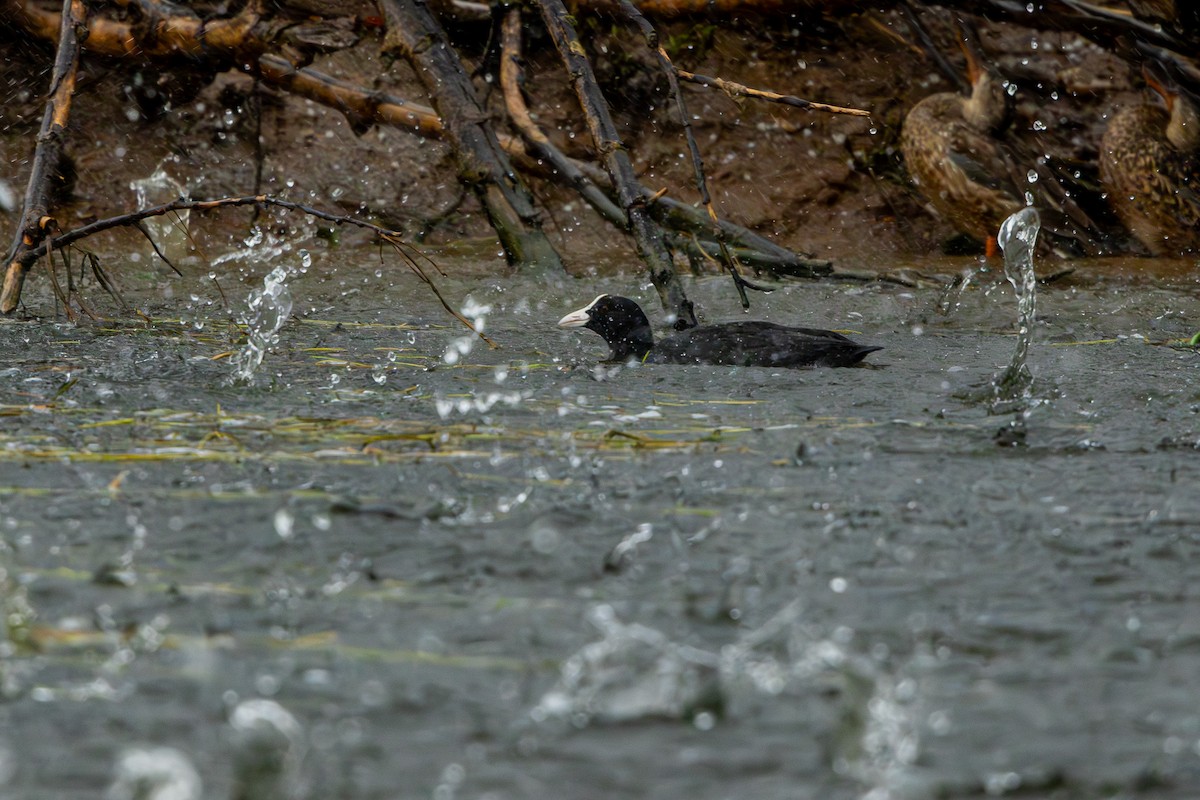 Eurasian Coot - ML645878812