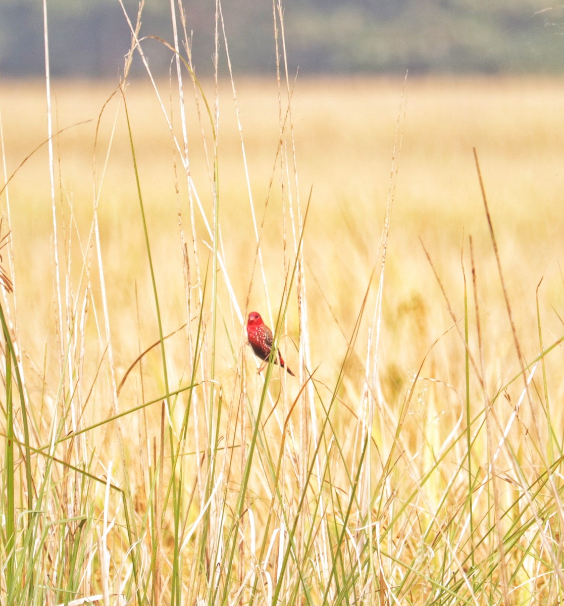 Red Avadavat - ML645878813
