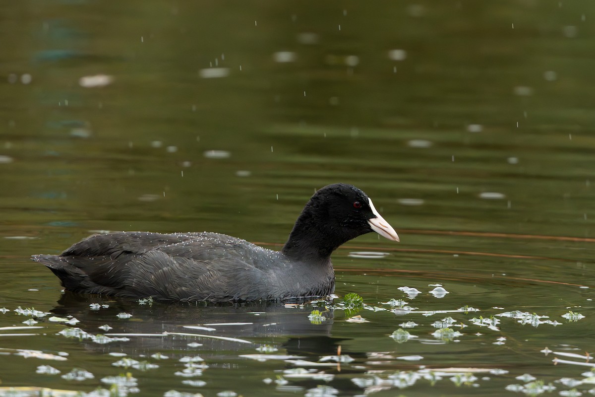 Eurasian Coot - ML645878814