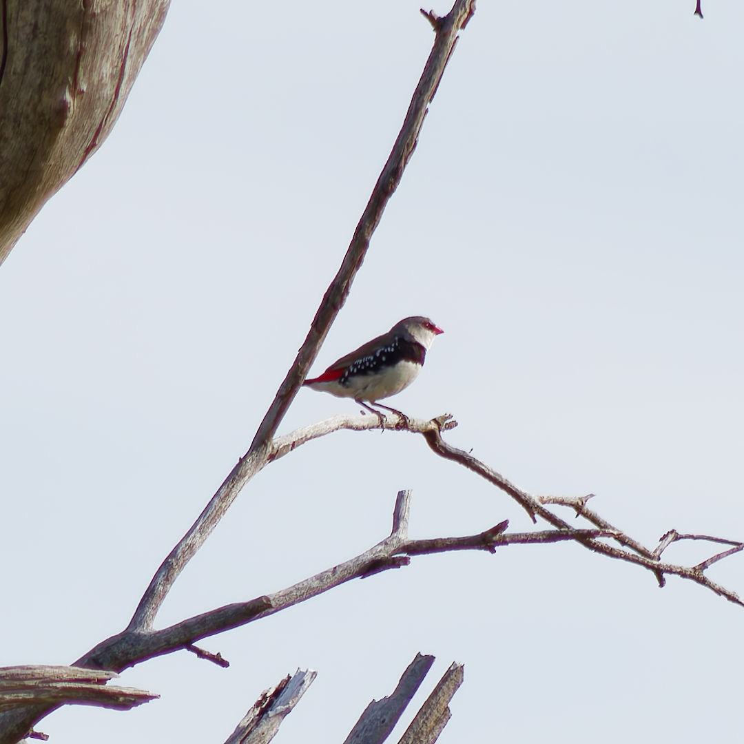 Diamond Firetail - ML645878815