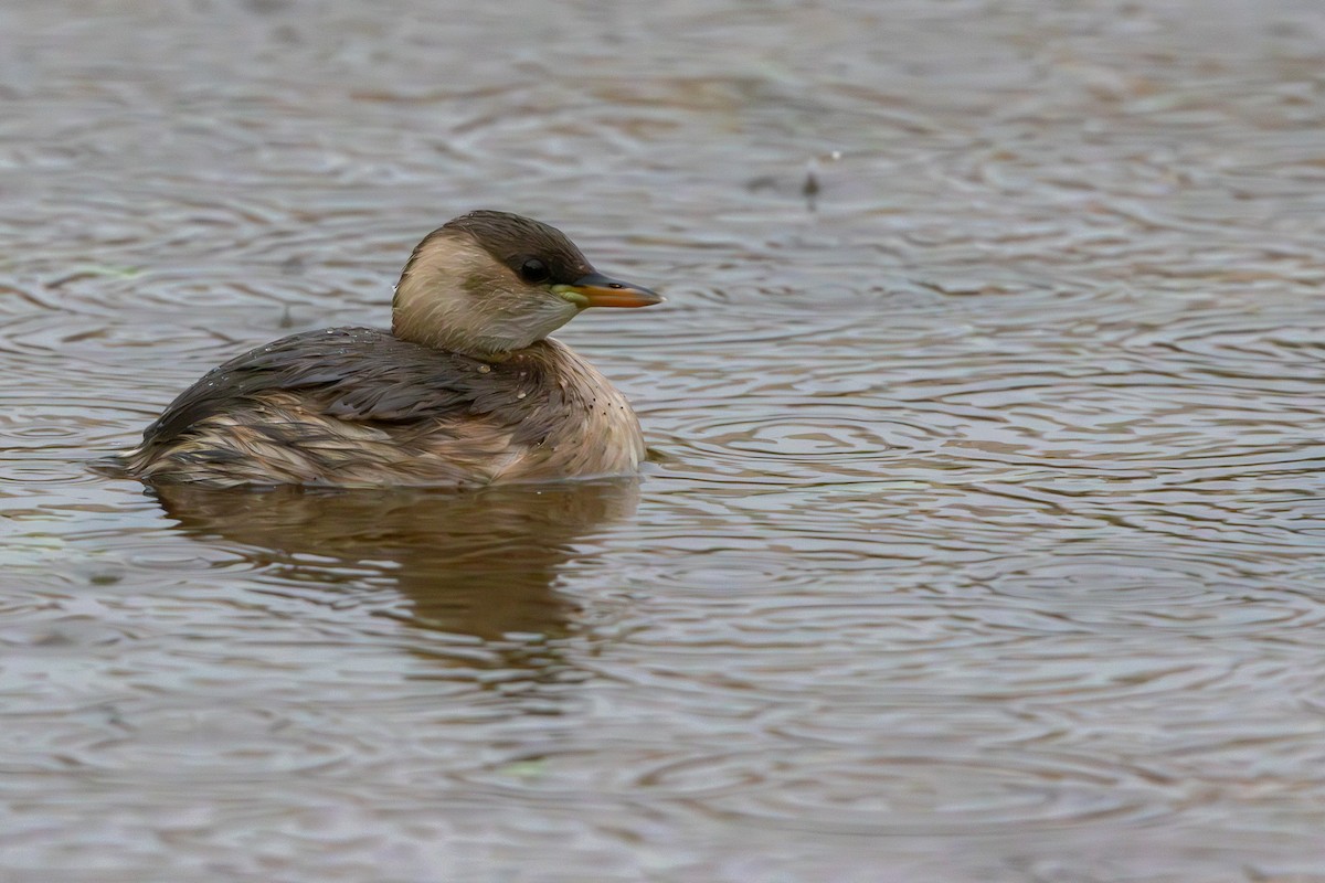 Little Grebe - ML645878820