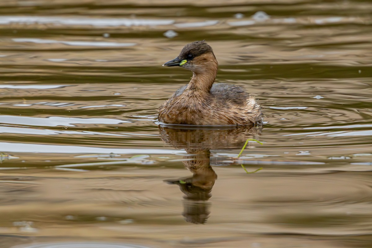 Little Grebe - ML645878821