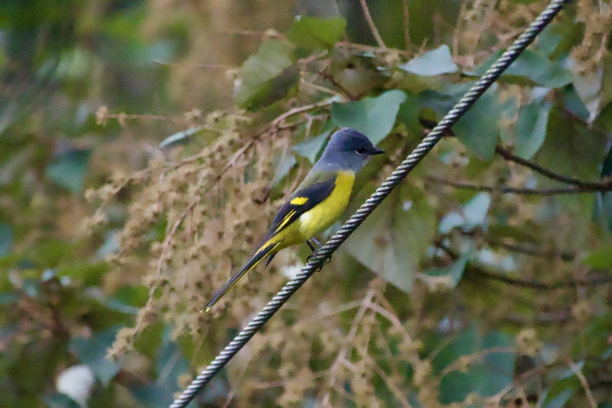 Gray-chinned Minivet - ML645878824
