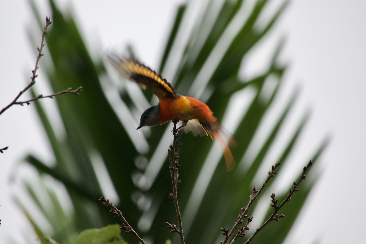 Gray-chinned Minivet - ML645878825