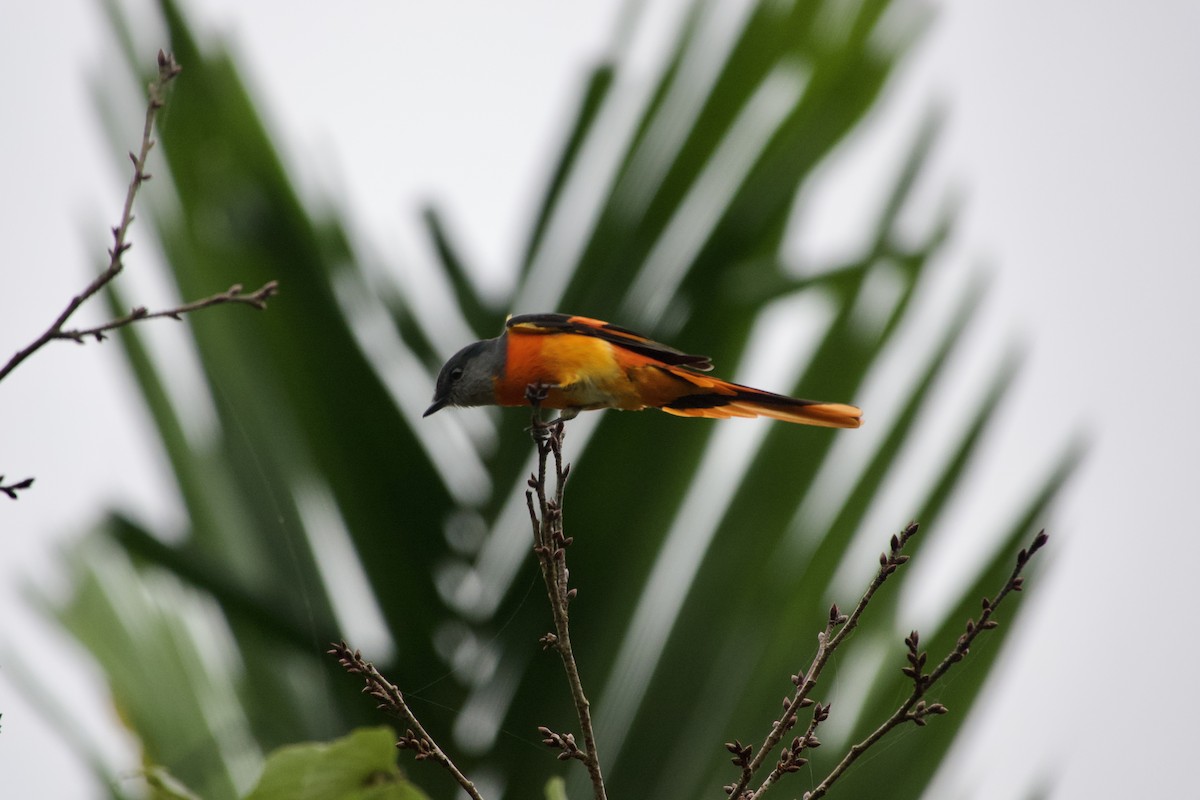 Gray-chinned Minivet - ML645878826