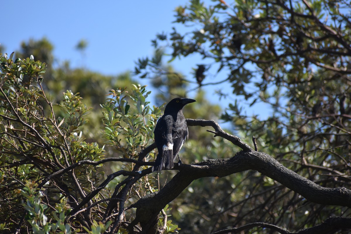 Pied Currawong - ML645878830