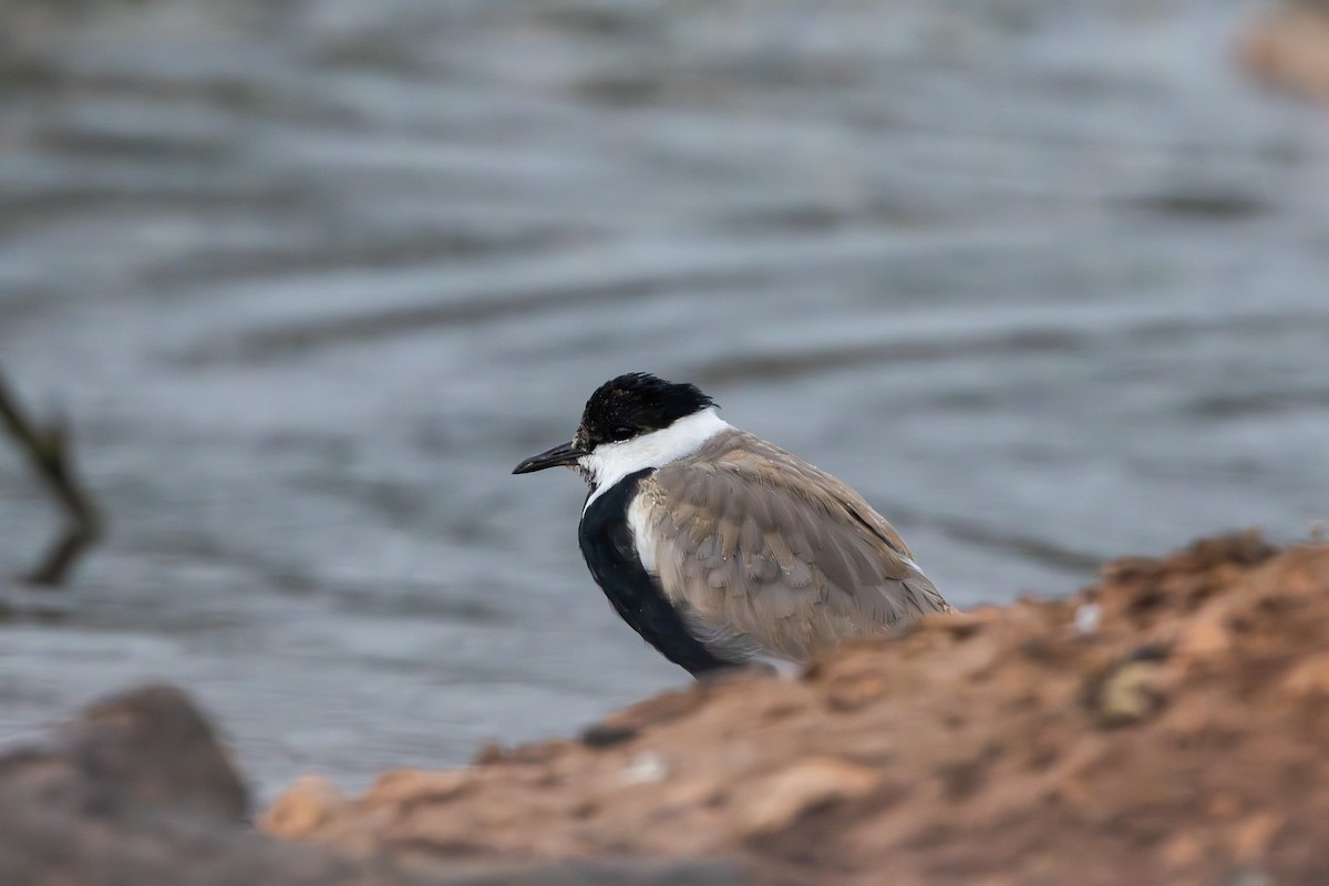 Vanneau à éperons - ML645878831