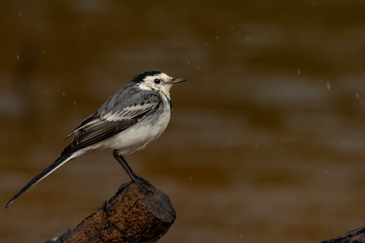 White Wagtail - ML645878837