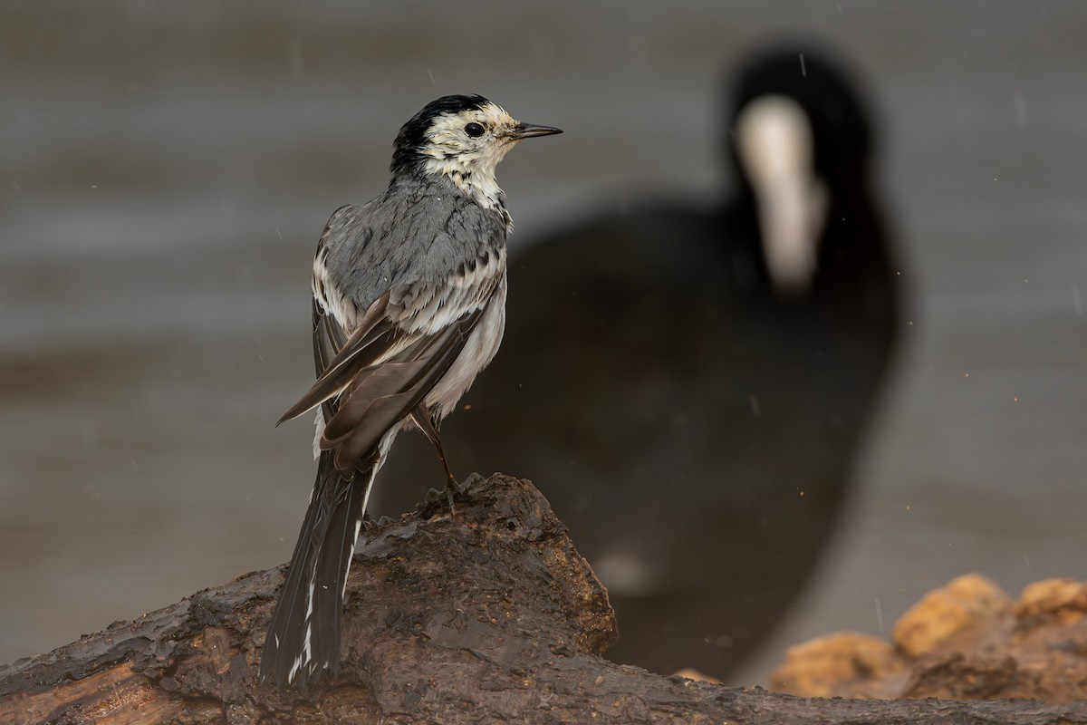 White Wagtail - ML645878838