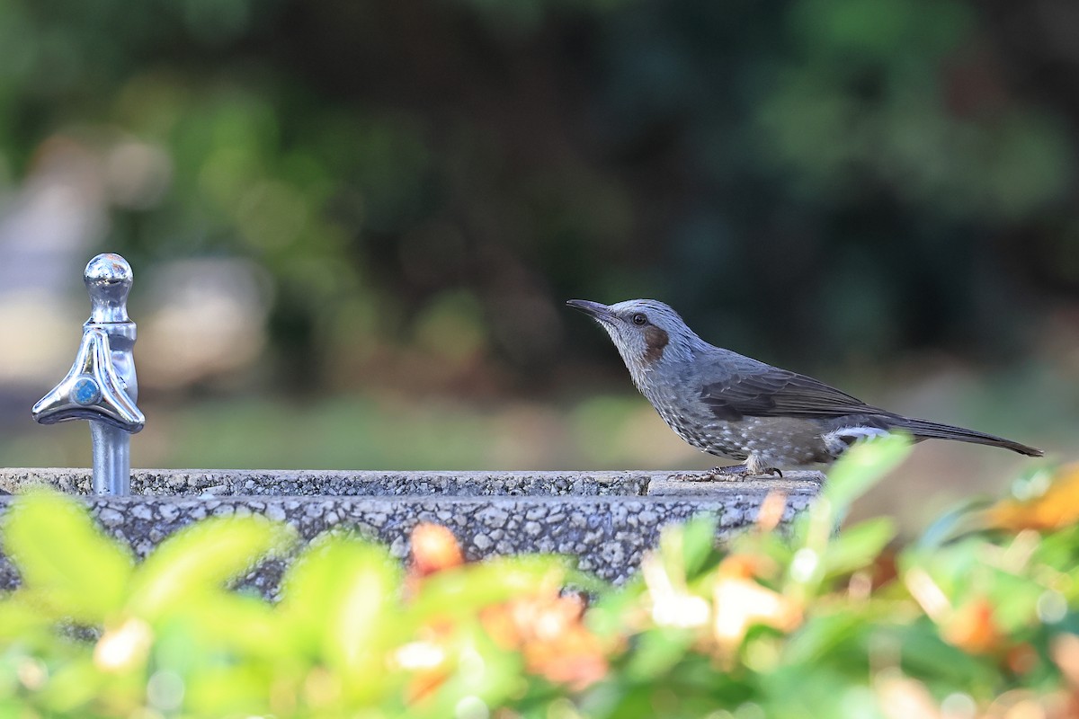 Оливник короткопалий - ML645878839