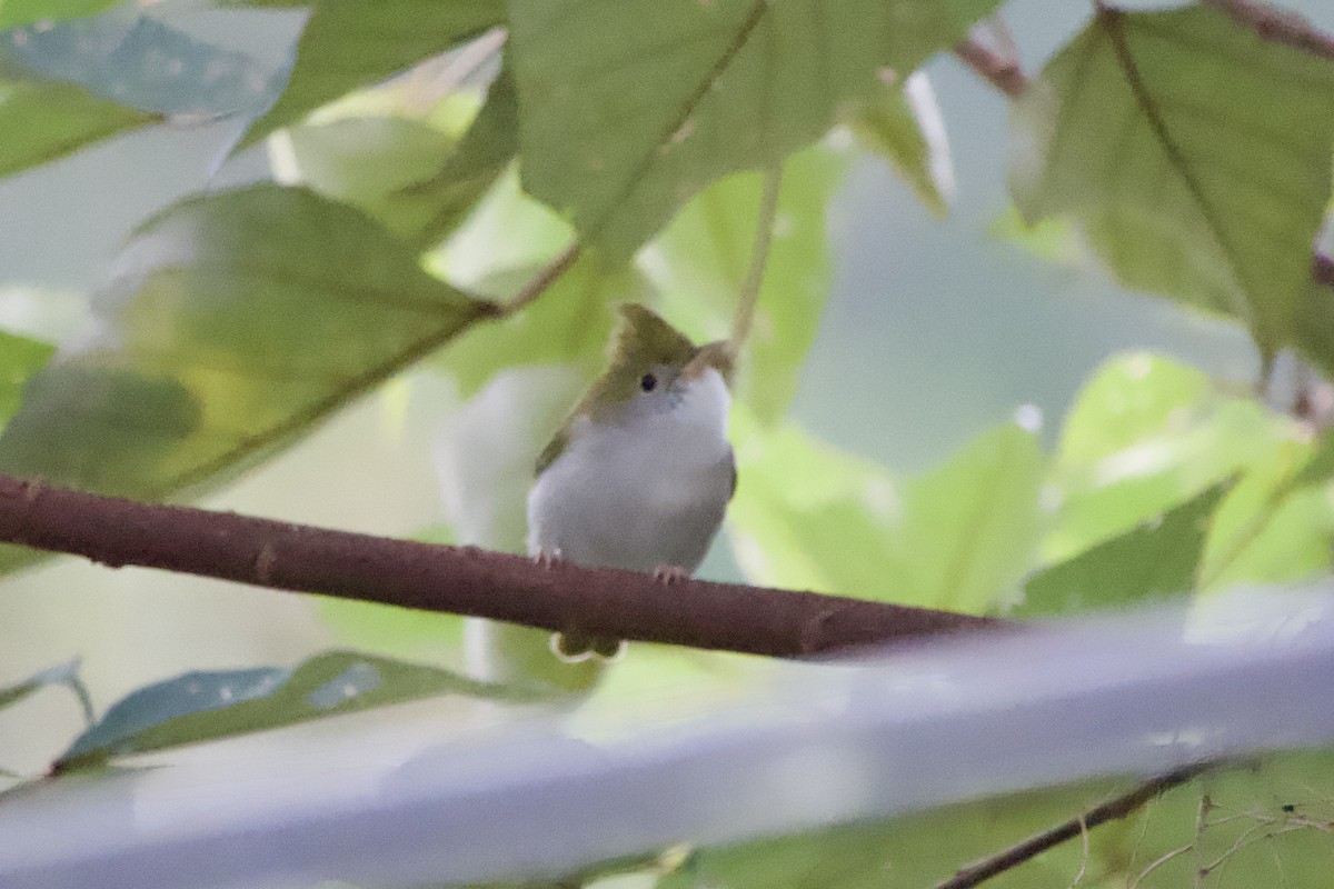 Haubenvireo - ML645878840