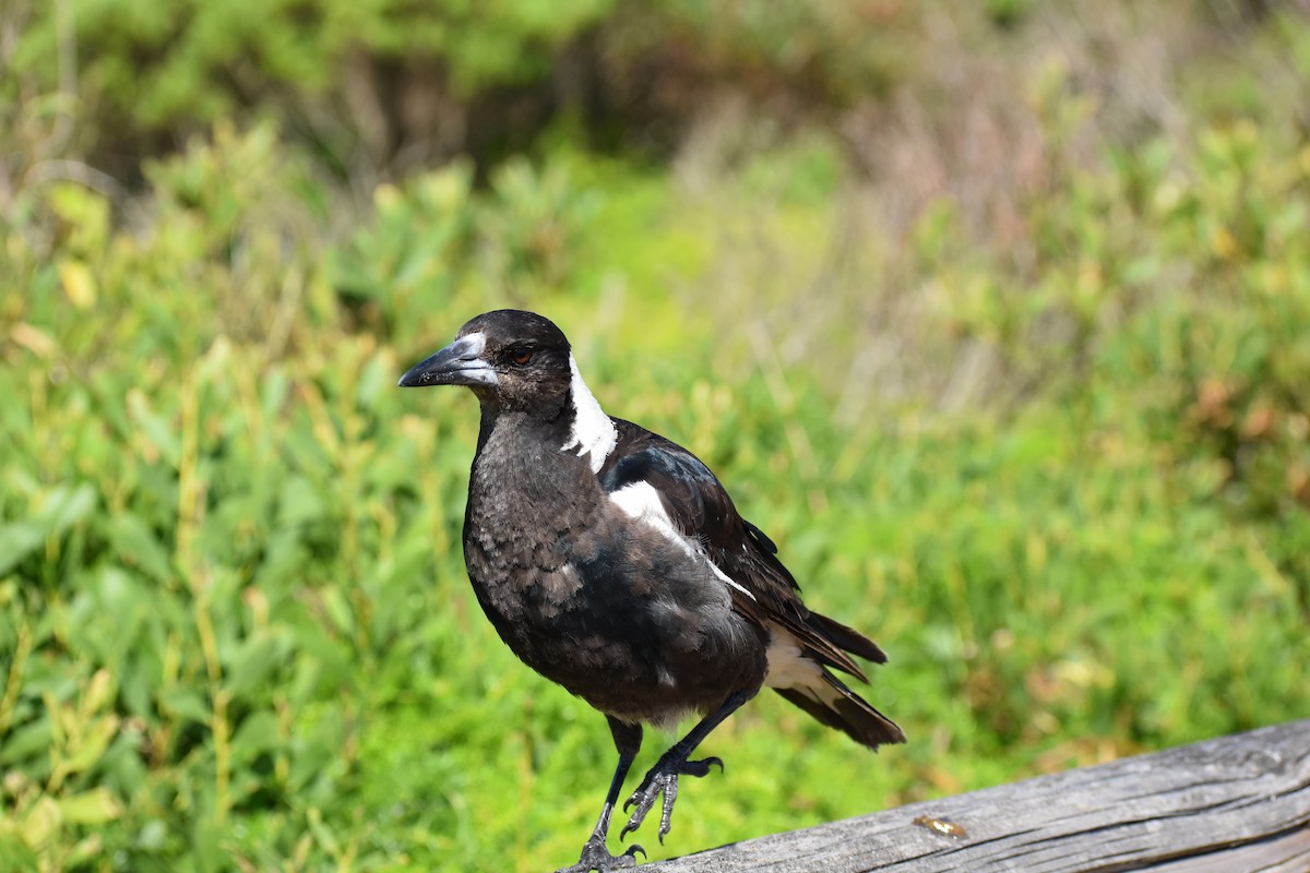 Australian Magpie - ML645878846
