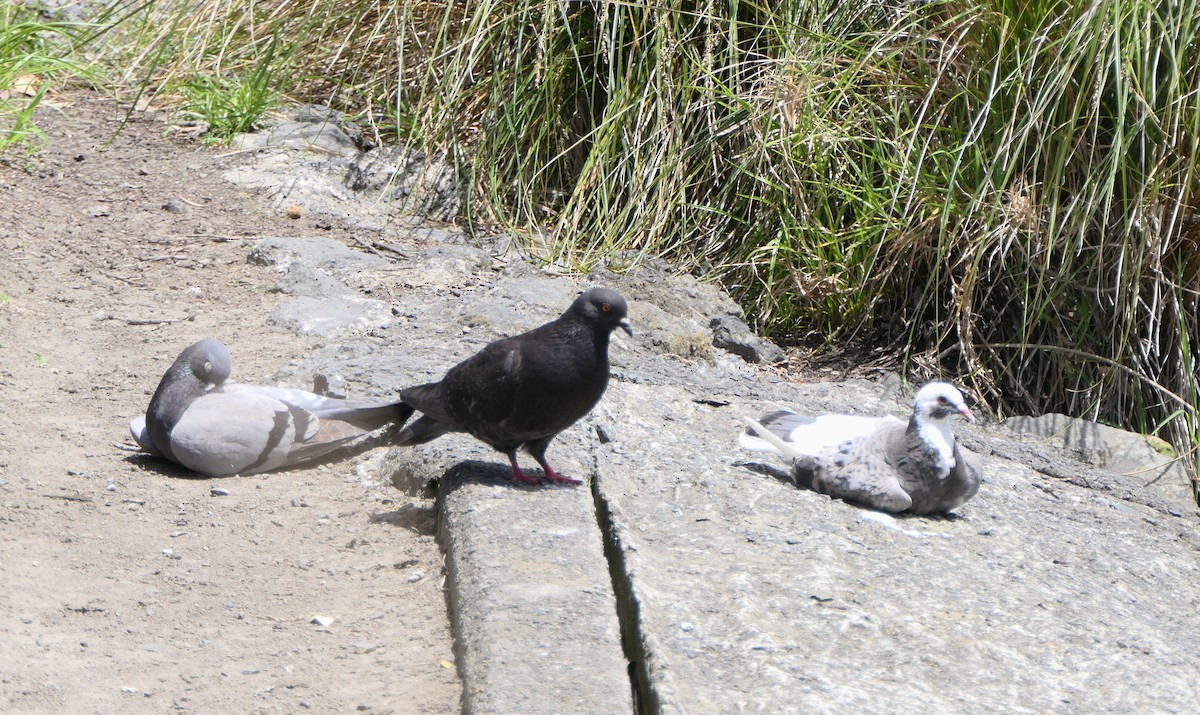 Piccione domestico - ML645878847