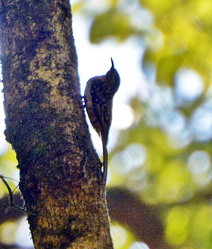 Hume's Treecreeper - ML645878854