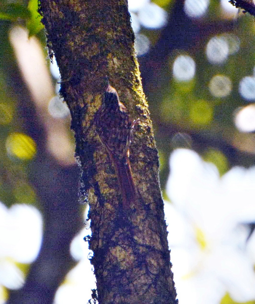 Hume's Treecreeper - ML645878861