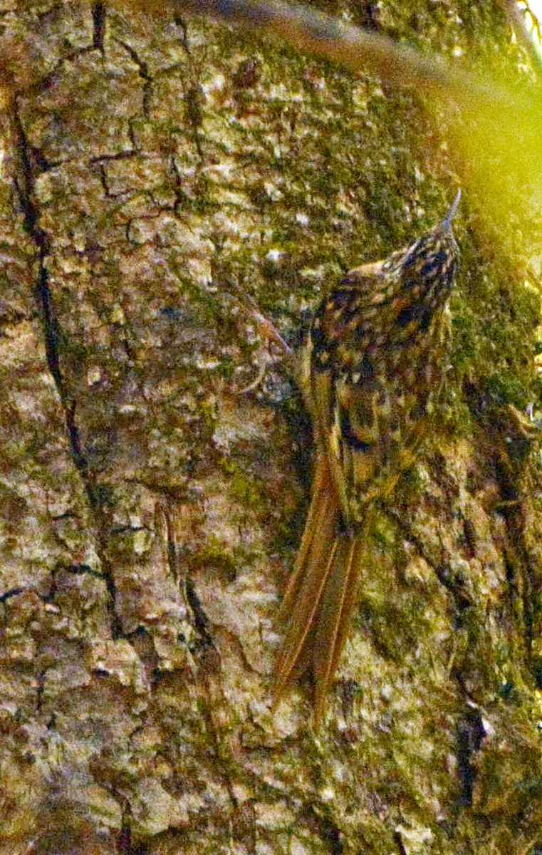 Hume's Treecreeper - ML645878862