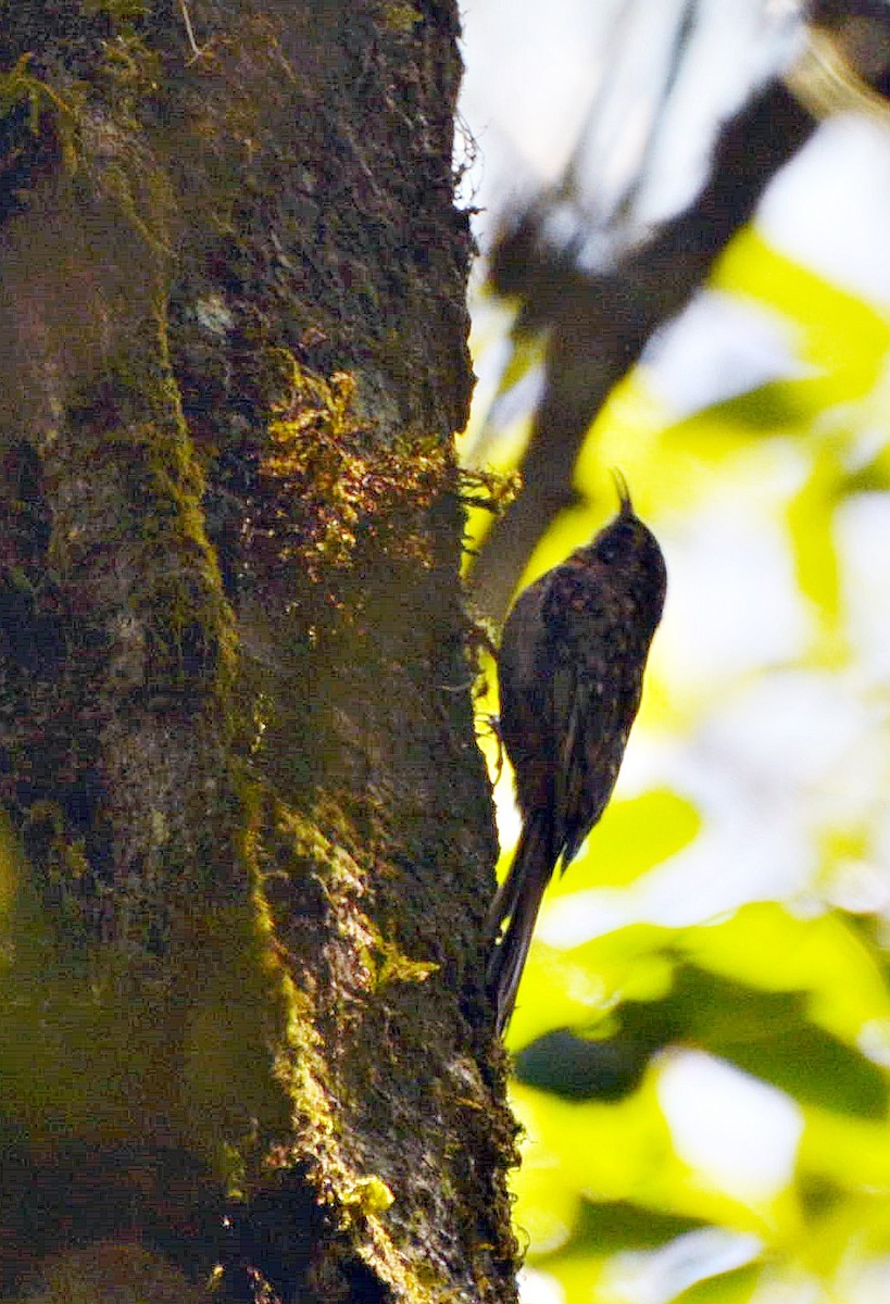 Hume's Treecreeper - ML645878863