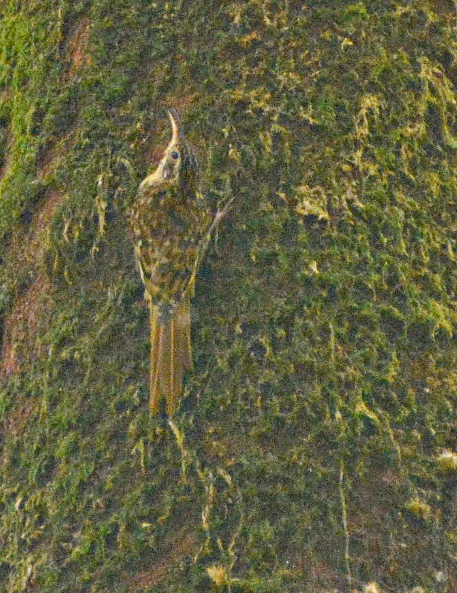 Hume's Treecreeper - ML645878864