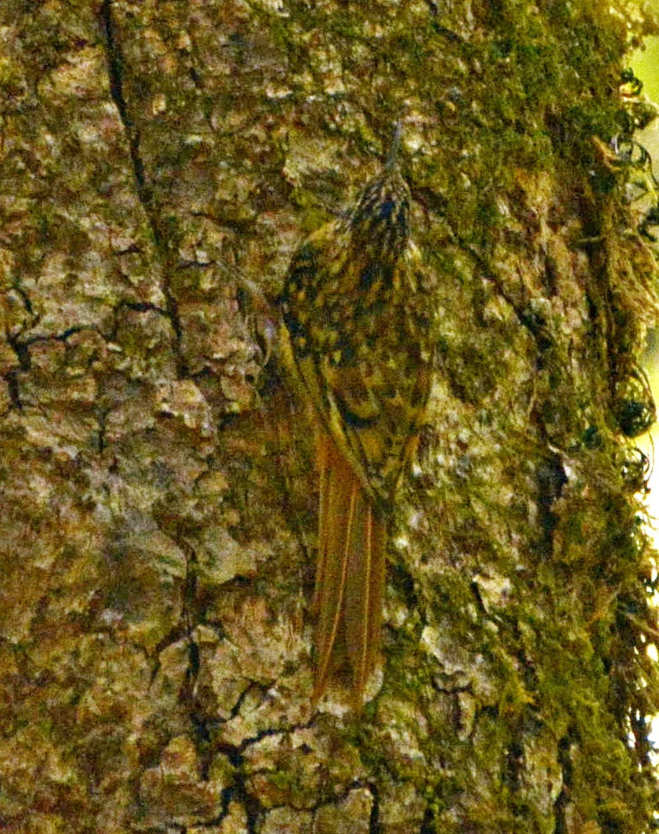 Hume's Treecreeper - ML645878865
