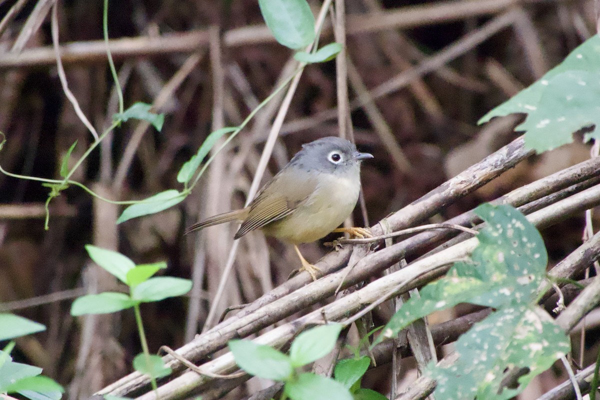 メジロチメドリ - ML645878867