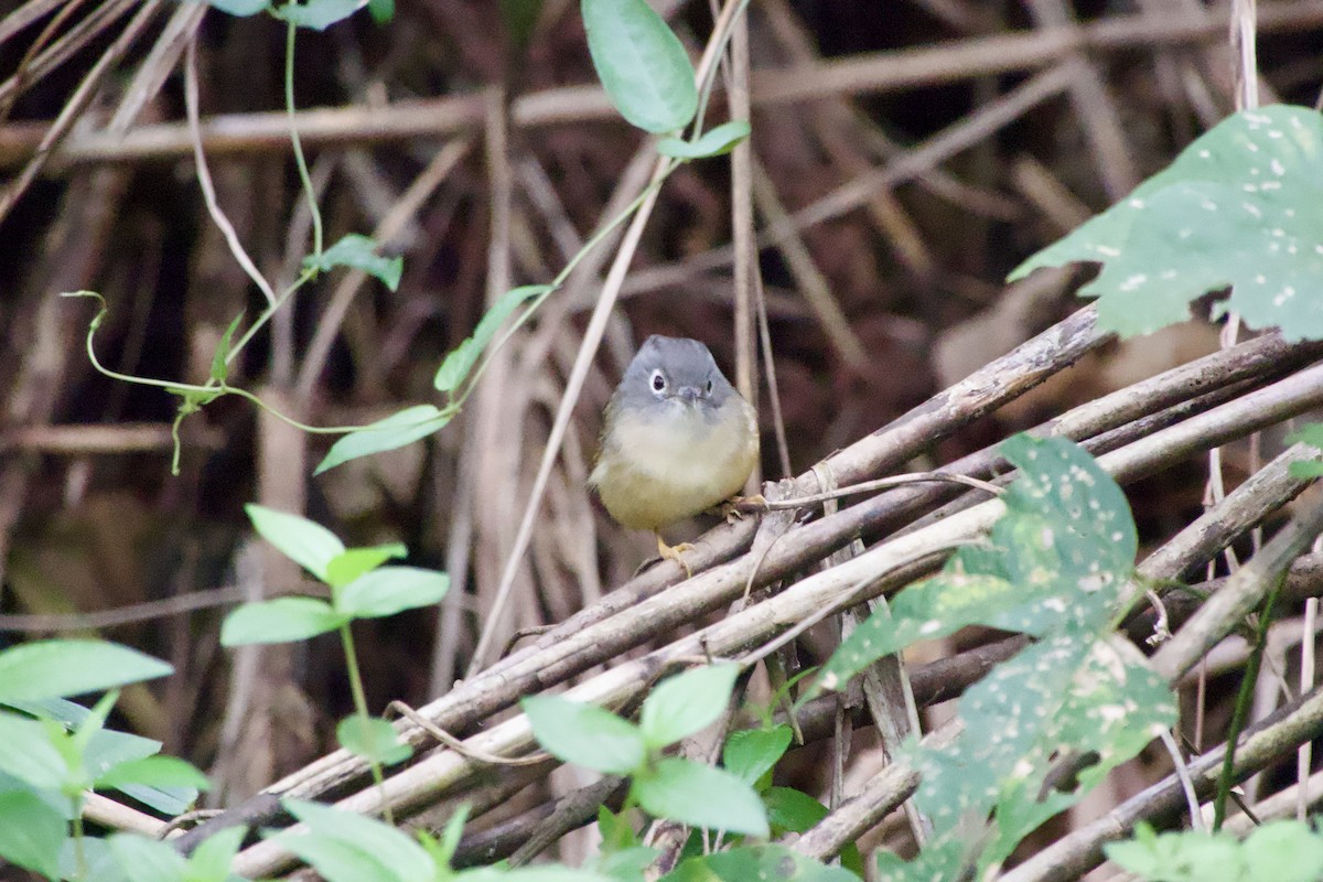 メジロチメドリ - ML645878868