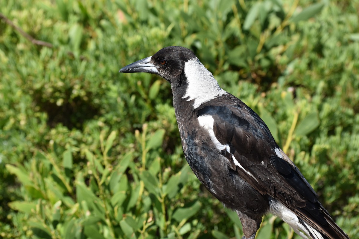 Australian Magpie - ML645878869