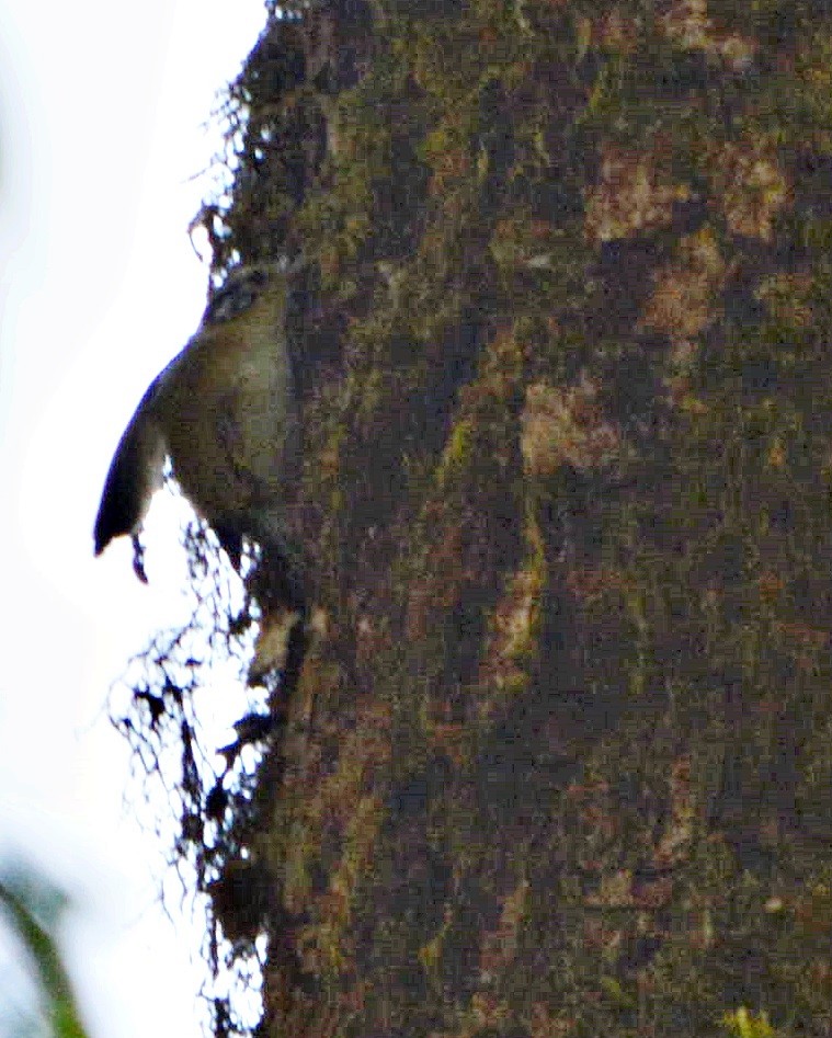 Rufous-winged Fulvetta - ML645878878