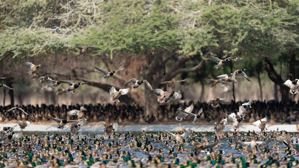 Mallard - ML645878879