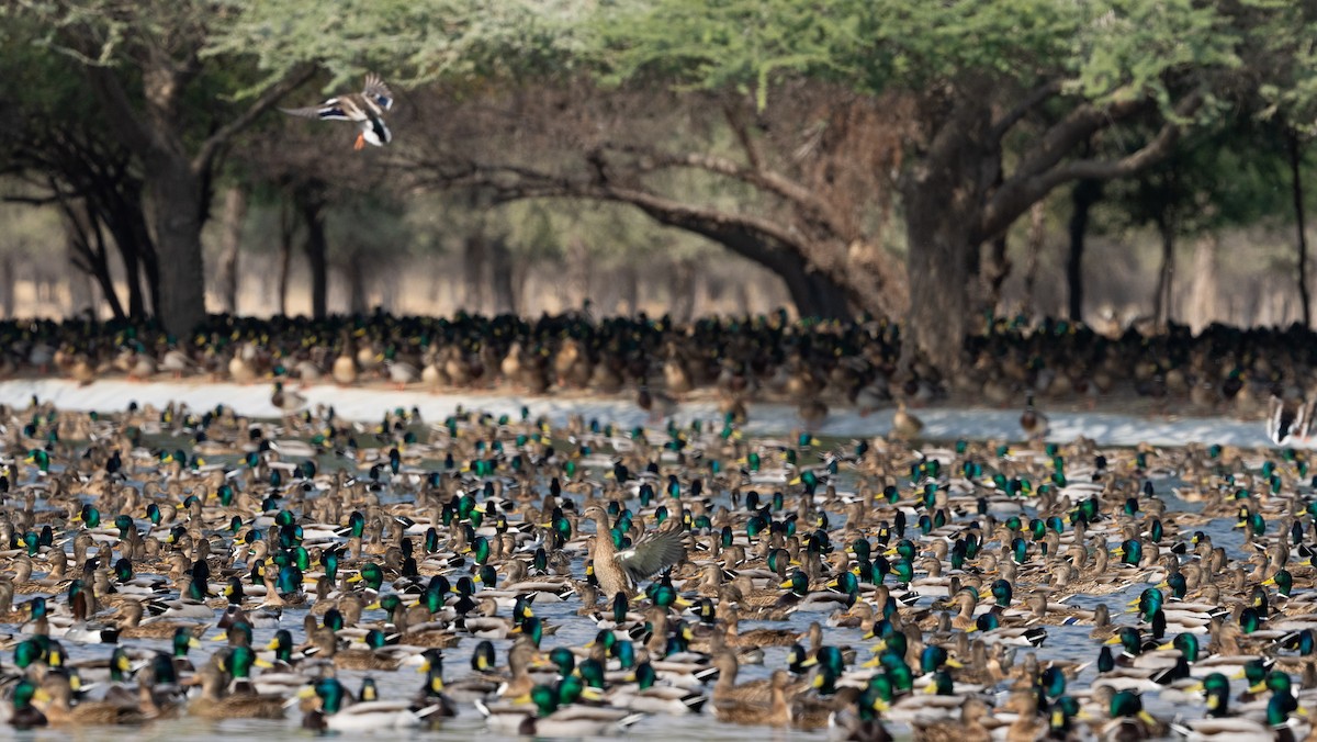 Mallard - ML645878880