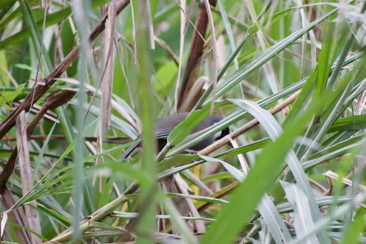 Black-throated Laughingthrush - ML645878882