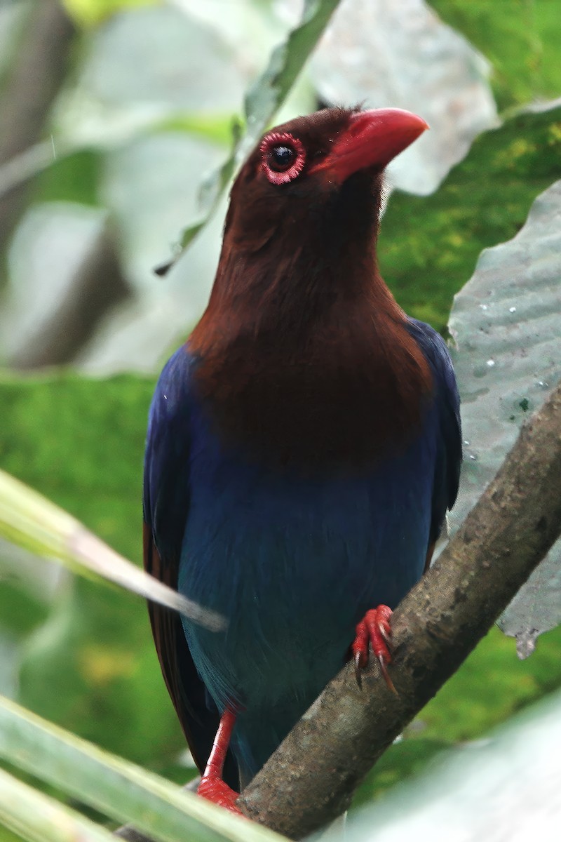 Sri Lanka Blue-Magpie - ML645878883