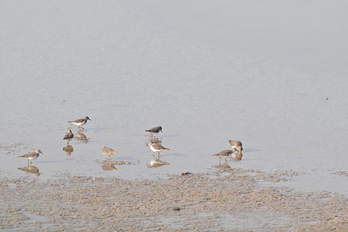 Temminck's Stint - ML645878884