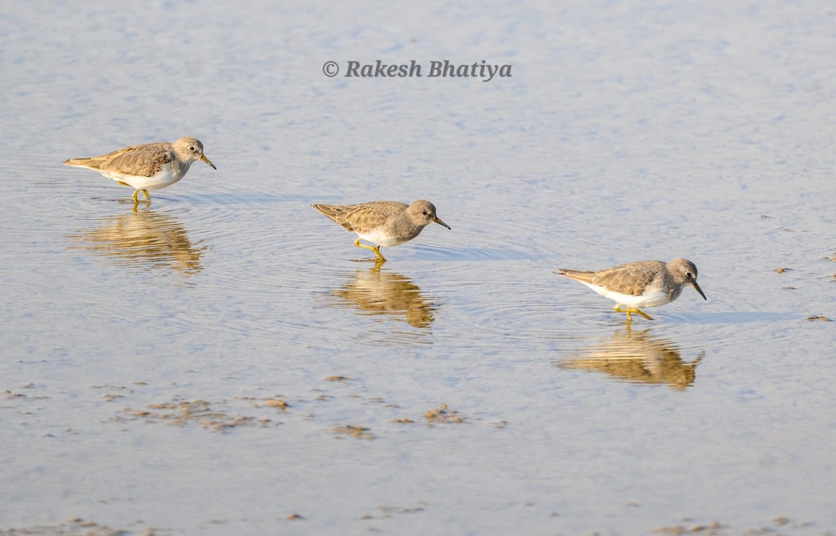Temminck's Stint - ML645878885