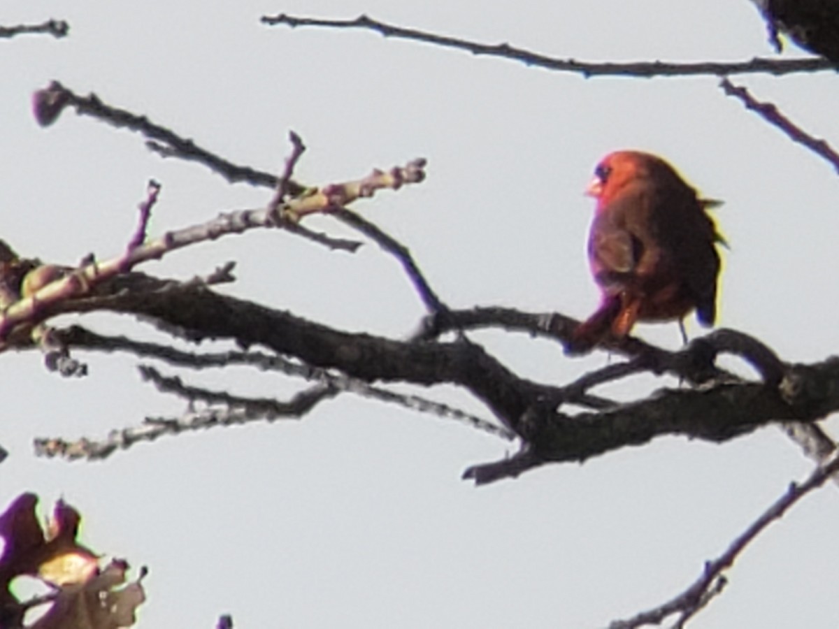 Northern Cardinal - ML645878886