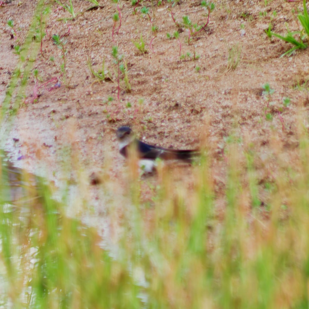 Tree Martin - ML645878887