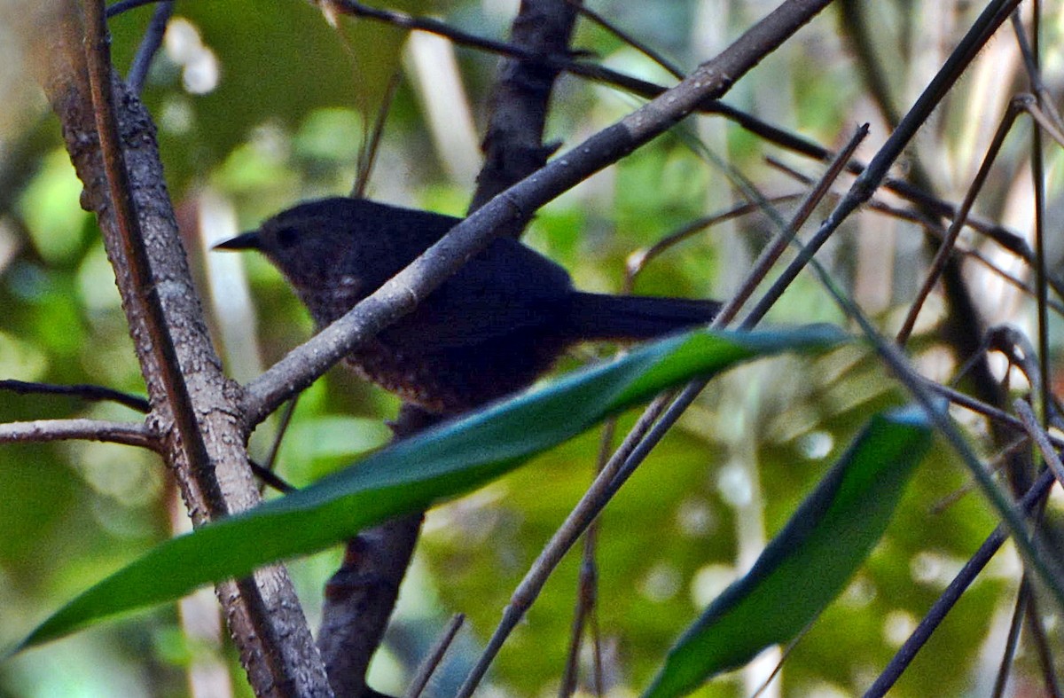Chin Hills Wren-Babbler - ML645878888