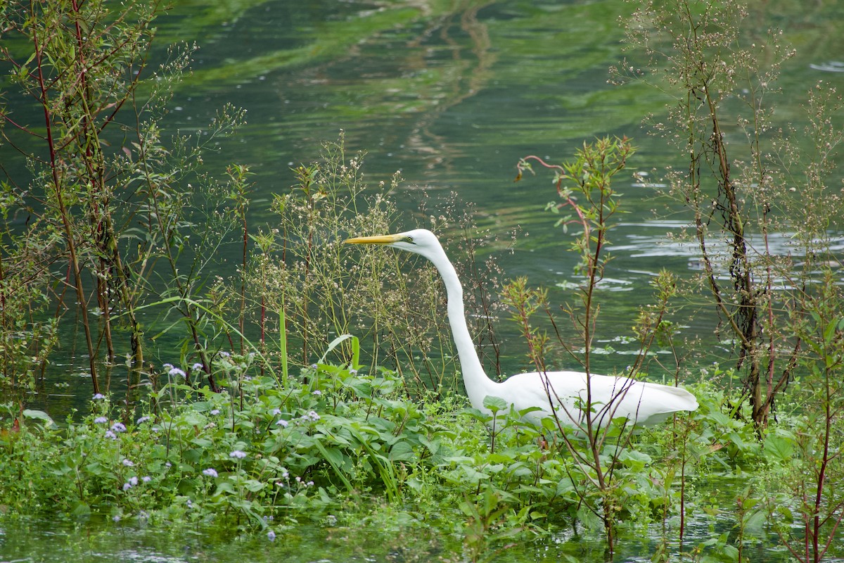 Great Egret - ML645878890