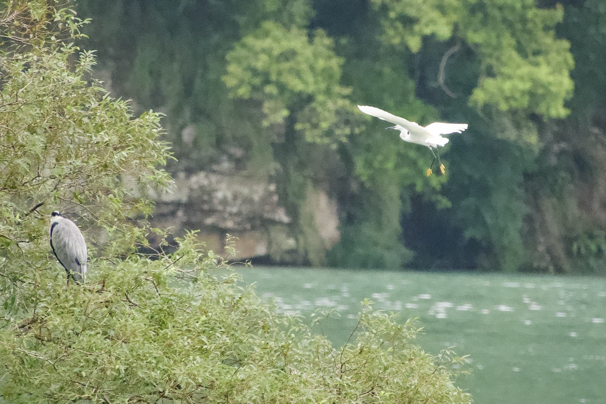 Little Egret - ML645878896
