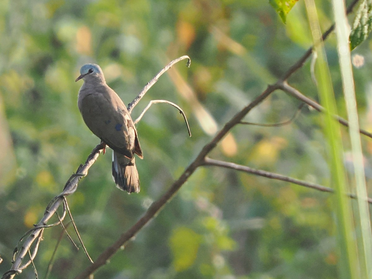 Blue-spotted Wood-Dove - ML645878897