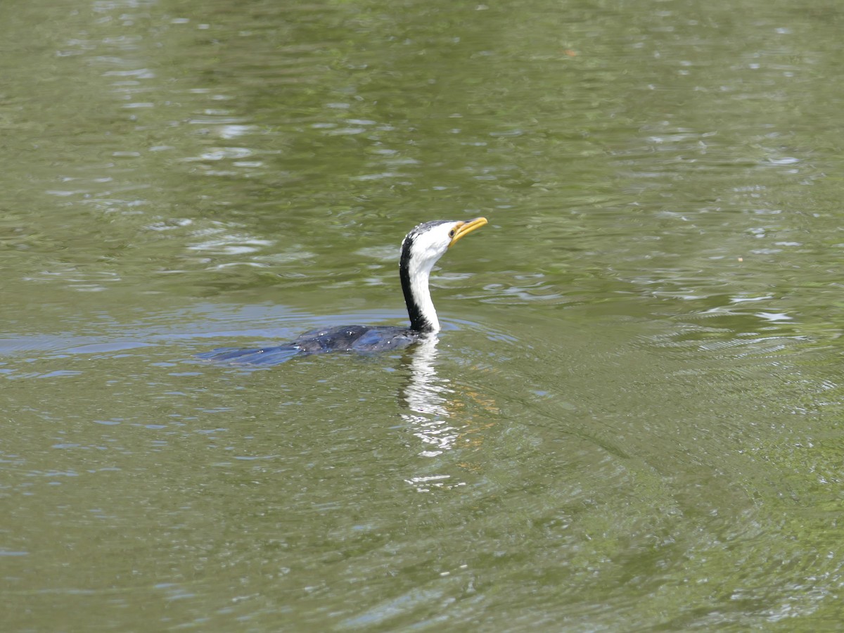 Little Pied Cormorant - ML645878898